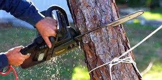 Best Tree Health Inspection  in Ogdensburg, NY