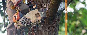 Best Commercial Tree Services  in Ogdensburg, NY